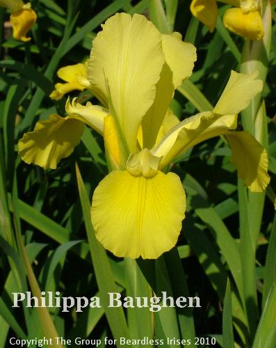 Philippa Baughen (7)